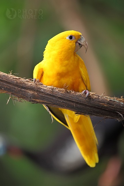 Aratinga žlutý (Guarouba guarouba)