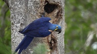 Pantanal, království malých i velkých papoušků