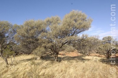 Strom Acacia aneura na kterém se barnardi rádi zdržují