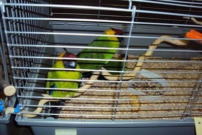Papoušek chocholatý