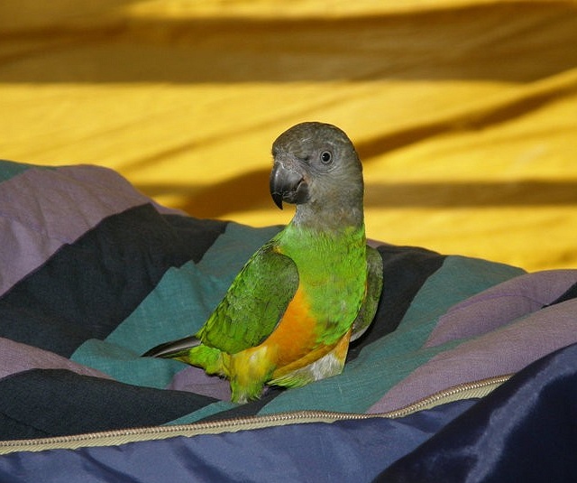 Náš Papoušek senegalský při volném pobytu v tělocvičně