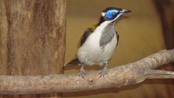 Kystráček modrolící v hale Ptačího světa