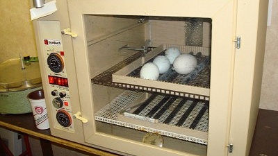 Inkubace vajec