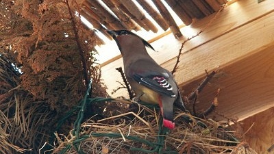 Brkoslav na hnízdě u kterého je patrné červené zbarvení ocasních per a zrcátek