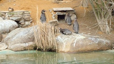 Tučňáci hubmboldtovi (Spheniscus humboldtii)