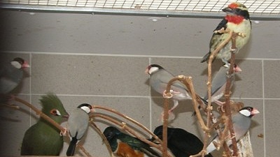 Zleva: Rýžovník šedý, turako chocholatý, leskoptev tříbarvá a špaček rudokřídlý