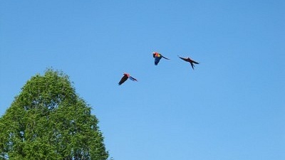 Letící ary arakangy (Ara macao)