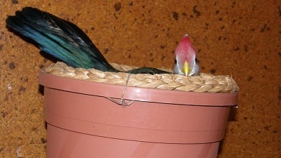 Hnízdění turaků červenokorunkatých