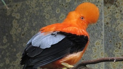 Skalňák andský (Rupicola peruviana)