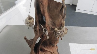 Hnízda kolibříků