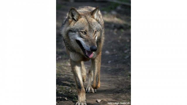 Vlk euroazijský