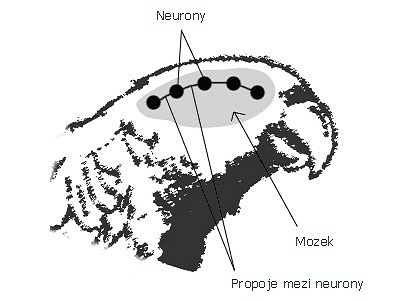 V případě, že chybí mezi neurony tyto propoje, pták nezpívá (mláďata, samice). U mláďat se objevují 40. den, u samic nikdy. Ovlivňují to samčí hormony.