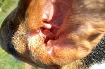 Ucho psa