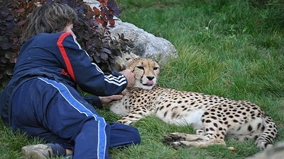 Gepard se rád mazlí