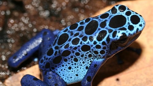 Dendrobates azureus - pralesnička azurová. Jak už její název napovídá, tato žabka září azurovou modří