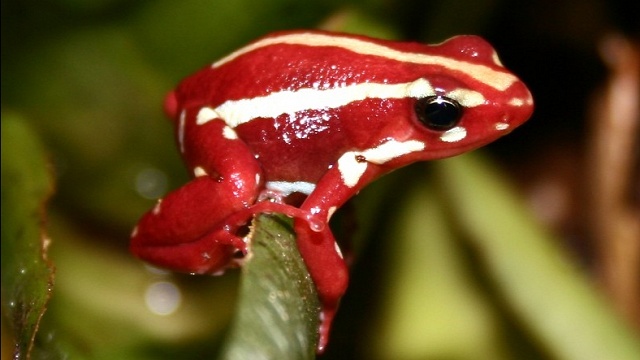 Epipedobates tricolor - pralesnička tříbarevná. Podélné pruhování je častým motivem žabek čeledi Dendrobatidae