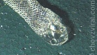 Problémy se svlékáním pokožky u hadů