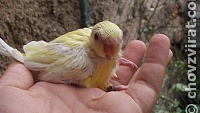 Papoušek zpěvavý (lutino)