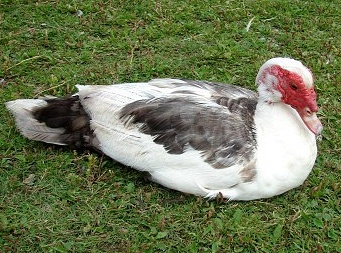 Kachna pižmová - kačer