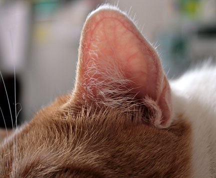 Ucho kočky