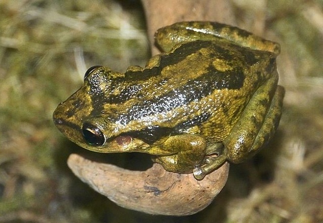 Vzácná žába původem z Kolumbie