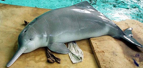 Delfínovec čínský je od r. 2007 považován za vyhynulého.