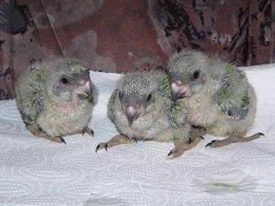 Papoušci senegalští staří 24, 25 a 26 dnů