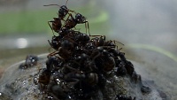 Mravenci přežívají záplavy na vorech ze svých těl