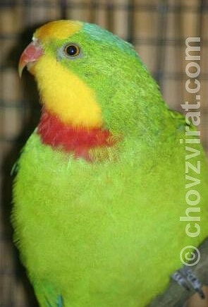 Papoušek nádherný - samec