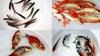 Výběr druhu ryb do jezírka, nákup, transport a vypouštění