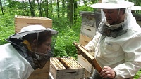 Případů varroázy u včel ubylo