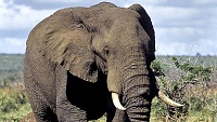 První máj se v ostravské zoo vydařil. Do sbírky na výzkum sloních nemocí přibyla pěkná částka!
