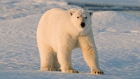 Jsou snad lední medvědi neviditelní? Neodhalí je ani termokamera!
