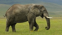 Slon Mekong zamířil z pražské zoo do Amsterdamu