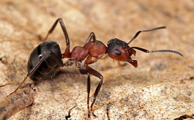 Mravenec Formica polyctena