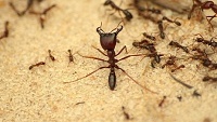 Sociální chování mravenců