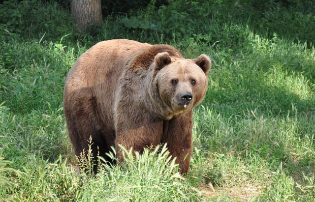 Medvěd hnědý (Ursus arctos) se zaběhl na Břeclavsko pravděpodobně ze Slovenska, kde je místy přemnožený