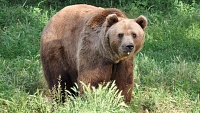 Na Břeclavsku se objevil medvěd, varují lesníci