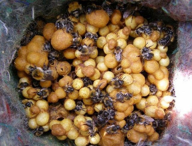 Hnízdo čmeláka rolního ve venkovním úlu