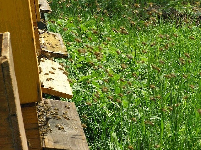 Přílet včel k úlu