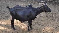 Chov koz kamerunských