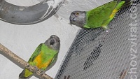 Papoušek senegalský - přirozený odchov pod rodiči