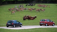 ZOO Dvůr Králové nad Labem otevírá Safari, začalo velké stěhování zvířat