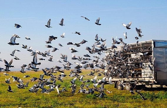 Vypouštění holubů na hromadný let