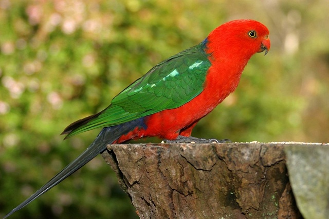 Papoušek královský (Alisterus scapularis)