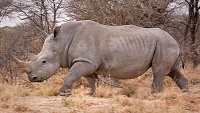 V San Diegu byla utracena samice vzácného nosorožce bílého, pocházela z Dvora Králové