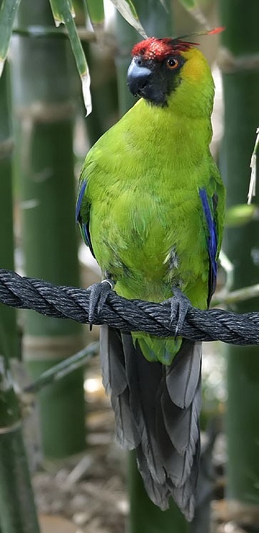 Papoušek chocholatý (Eunymphicus cornutus)