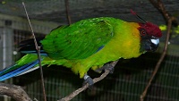 Chov papouška chocholatého