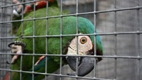 Otrava papoušků těžkými kovy