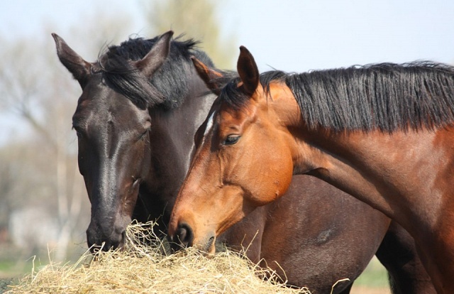 Koně si pochutnávají na kvalitním seně